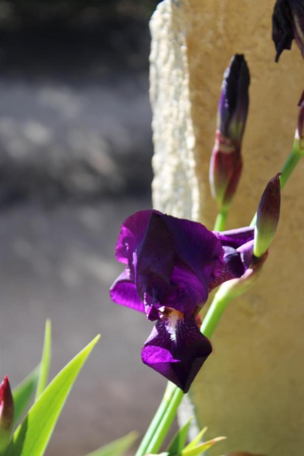 Le Domaine Du Naizadou Chalet Lou Grilh Villa La Barriere Bagian luar foto